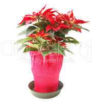 poinsettia