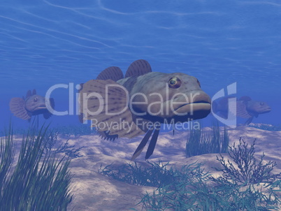 fishes underwater - 3d render