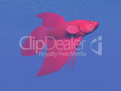 red betta fish underwater - 3d render