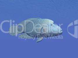 napoleon fish underwater - 3d render