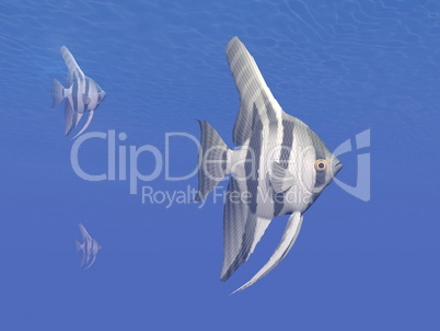 angelfishes underwater - 3d render