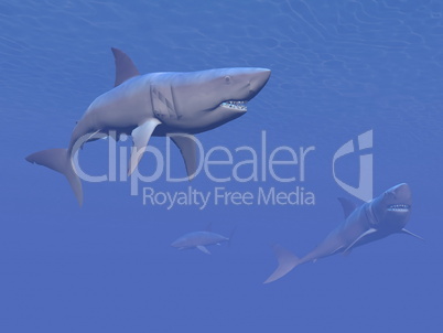 sharks - 3d render