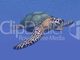 sea turtle - 3d render