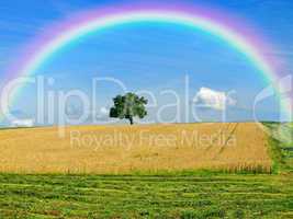 weizenfeld mit baum und regenbogen