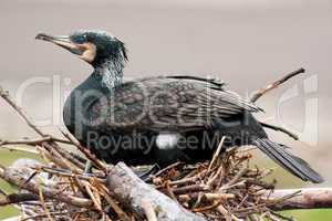 kormoran