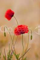 mohn