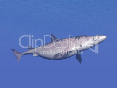 shark underwater - 3d render