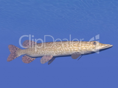 northern pike fish underwater - 3d render