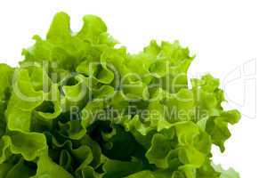 leaf lettuce close-up