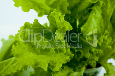 leaf lettuce close-up