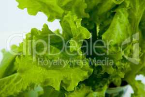 leaf lettuce close-up