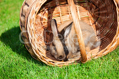 rabbit and basket in the grass