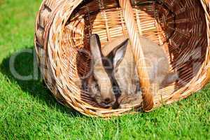 rabbit and basket in the grass