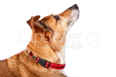 portrait of observant dog
