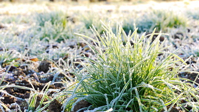 gras mit raureif