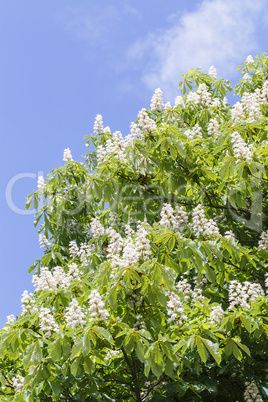 Kastanienbaum Blüten vertikal