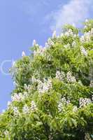 Kastanienbaum Blüten vertikal