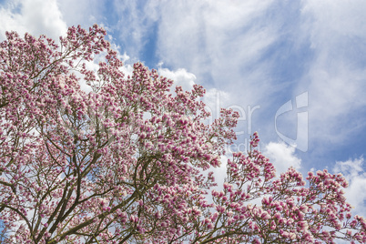 halb magnolien - halb himmel