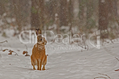 (Schnee)hase