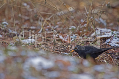 Amsel