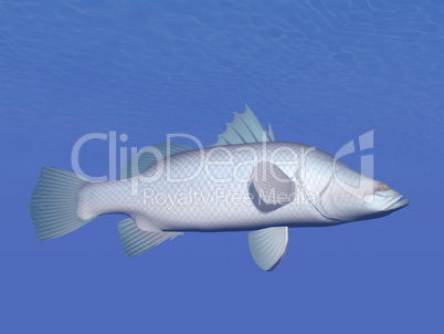 barramundi fish underwater - 3d render