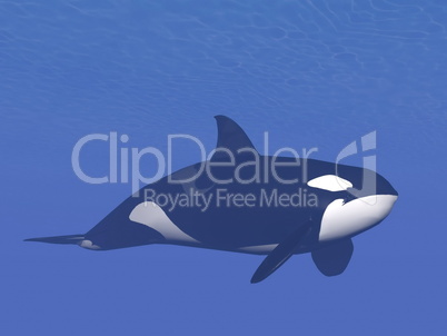 killer whale underwater - 3d render