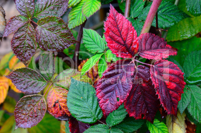 farbige blaetter im herbst