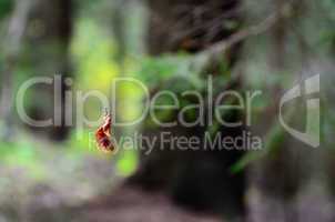 fliegendes blatt im wald