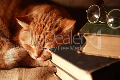 cat change books