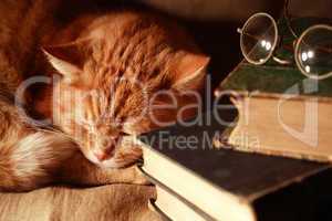 cat change books
