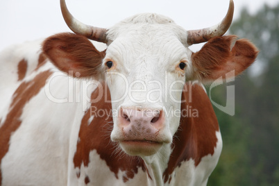 cow portrait