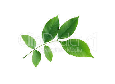 green leaves