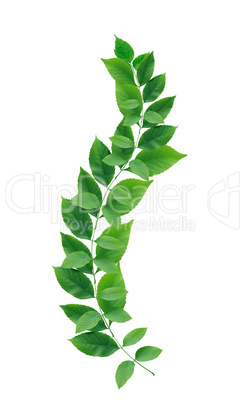 green leaves border