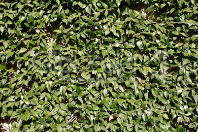 green leaves background