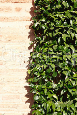 leaves on the wall