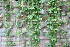 green ivy on stone wall