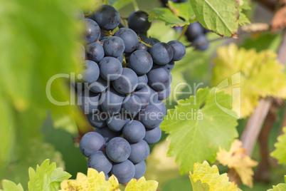 Weintrauben auf einem Weinstock in den Weinbergen