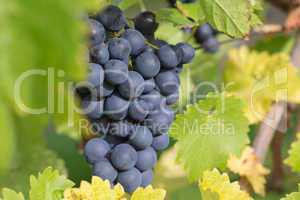 Weintrauben auf einem Weinstock in den Weinbergen