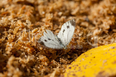 Image of white butterfly sitting on ground