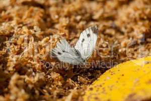 Image of white butterfly sitting on ground