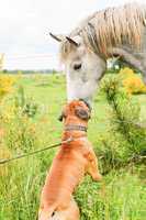 Purebred boxer dog making friends with a horse