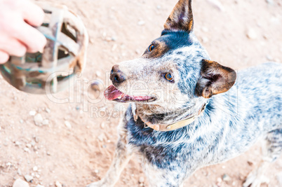 Australian shepherd dog playing ball or fetch