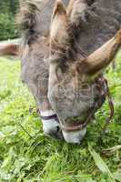 two donkeys eating grass outdoor