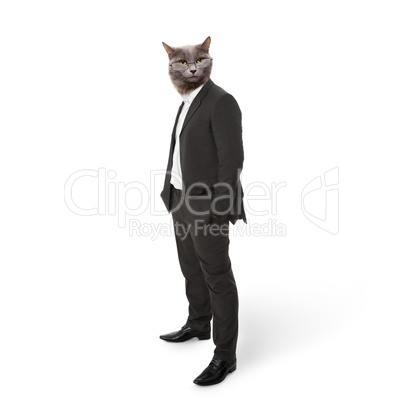 funny fluffy cat in a business suit businessman. collage