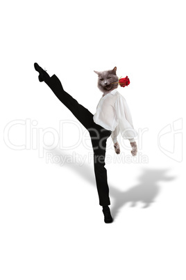 cat dances  tango with a red  flower on  white background