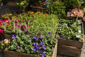 Blumenladen, flower-shop