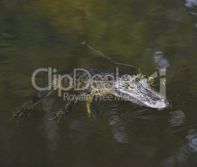 young american alligator