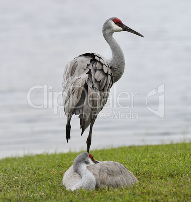 sandhill cranes