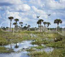 florida wetlands scenic view