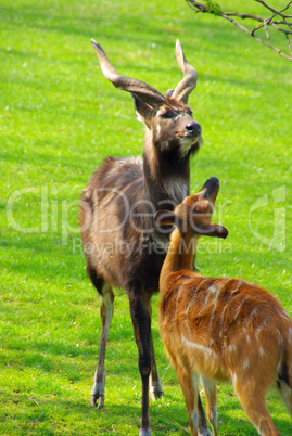 antilope - antelope 05